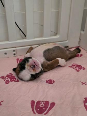 British Bulldog for sale by KARTRE