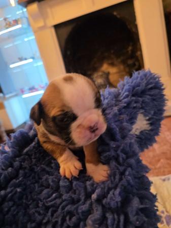 British Bulldog for sale by KARTRE