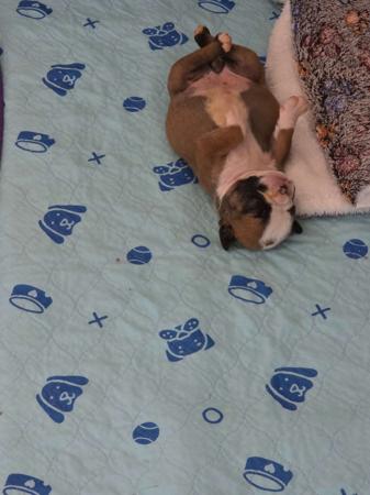 British Bulldog for sale by KARTRE