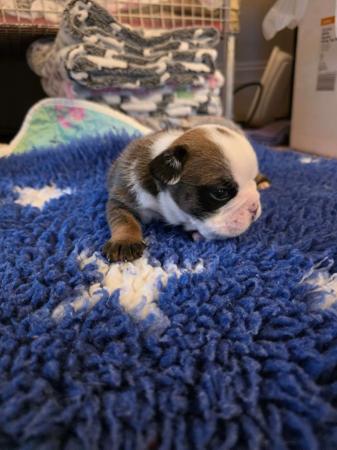 British Bulldog for sale by KARTRE