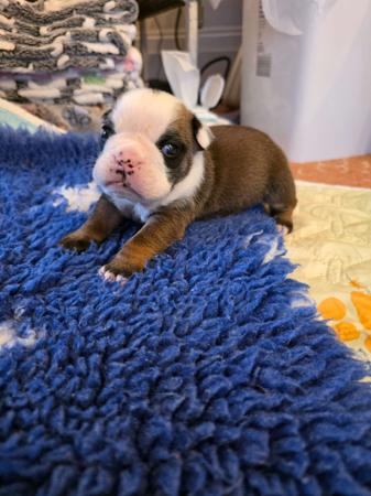 British Bulldog for sale by KARTRE