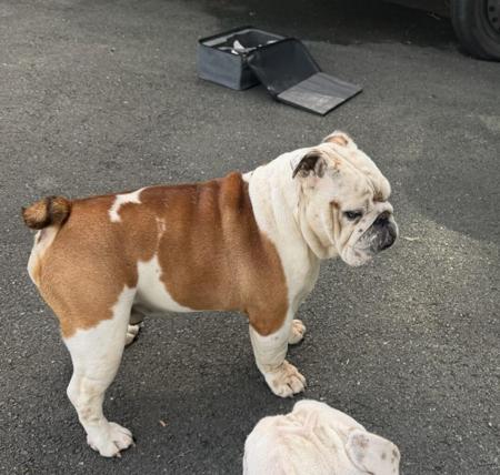 British Bulldog for sale by KARTRE