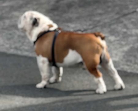 British Bulldog for sale by KARTRE