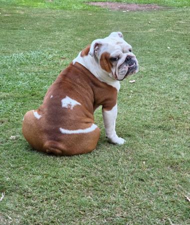 British Bulldog for sale by KARTRE