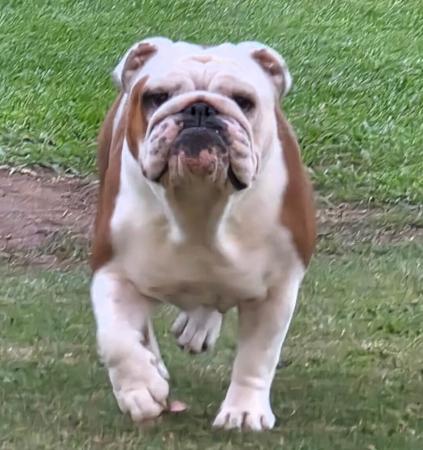 British Bulldog for sale by KARTRE