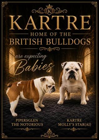 British Bulldog for sale by KARTRE