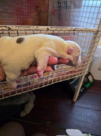 British Bulldog for sale by KARTRE