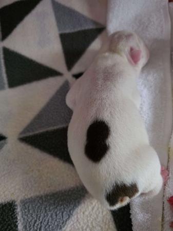 British Bulldog for sale by KARTRE