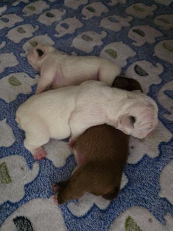 British Bulldog for sale by KARTRE