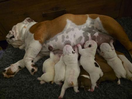 British Bulldog for sale by KARTRE