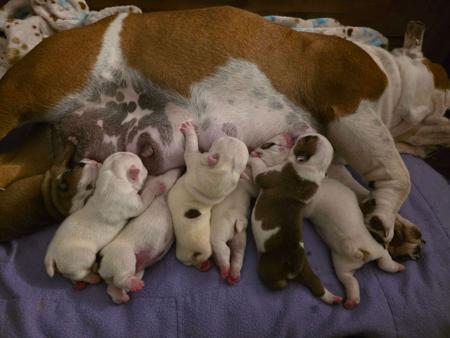 British Bulldog for sale by KARTRE