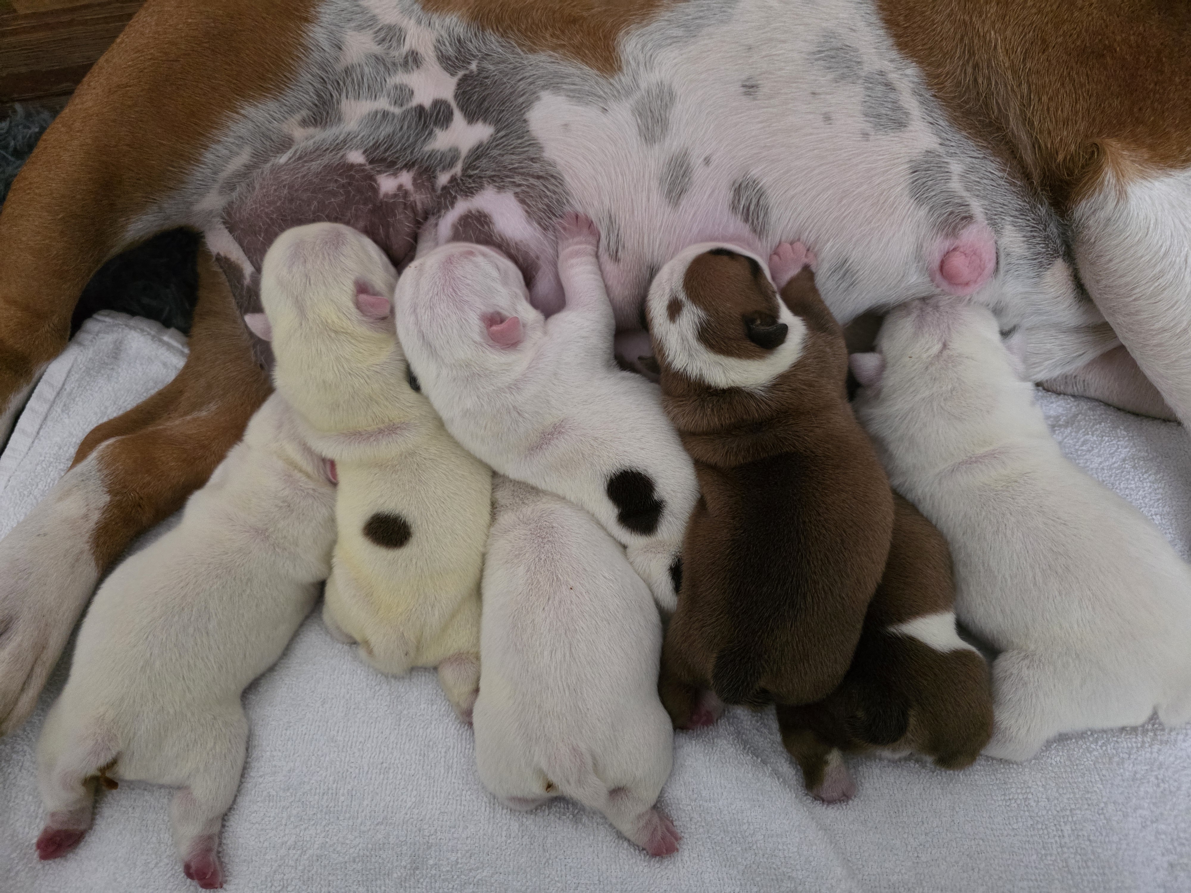 British Bulldog for sale by KARTRE