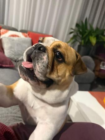 British Bulldog dog for sale by KARTRE