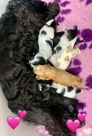 Cocker Spaniel for sale by MILLECENT