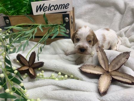 Cocker Spaniel for sale by MILLECENT