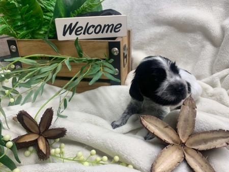 Cocker Spaniel for sale by MILLECENT