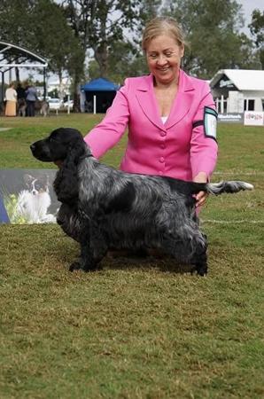 Cocker Spaniel for sale by MILLECENT