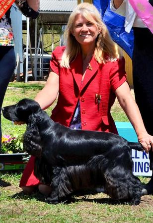 Cocker Spaniel for sale by MILLECENT