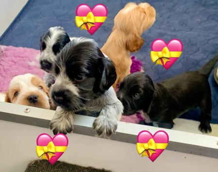 Cocker Spaniel for sale by MILLECENT