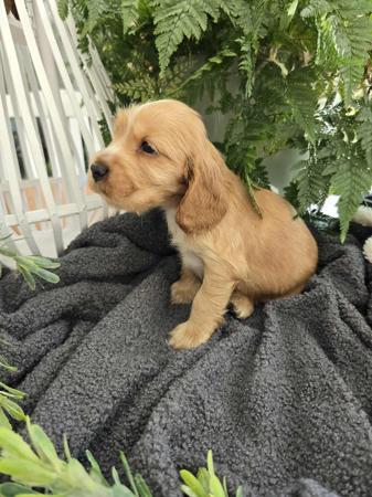 Cocker Spaniel for sale by MILLECENT