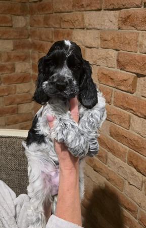 Cocker Spaniel puppy for sale by GOBRIEN