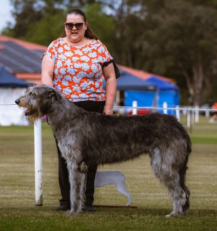 Irish Wolfhound for sale by MIONLACH
