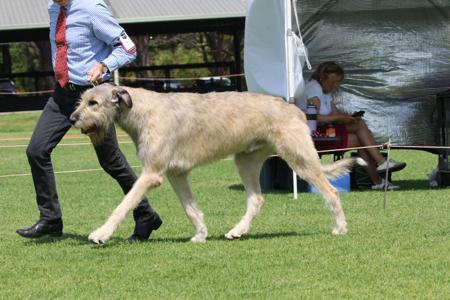 Irish Wolfhound for sale by MIONLACH