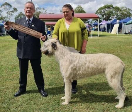 Irish Wolfhound for sale by MIONLACH