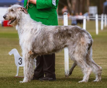 Irish Wolfhound for sale by MIONLACH