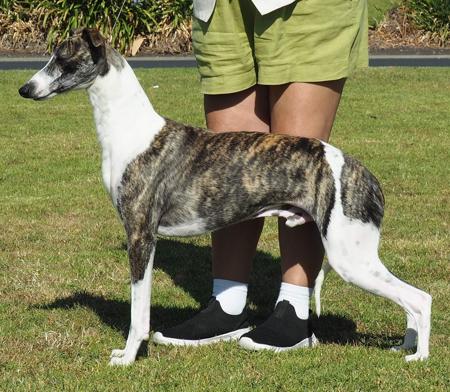 Kanati The Winner Takes It All Whippet