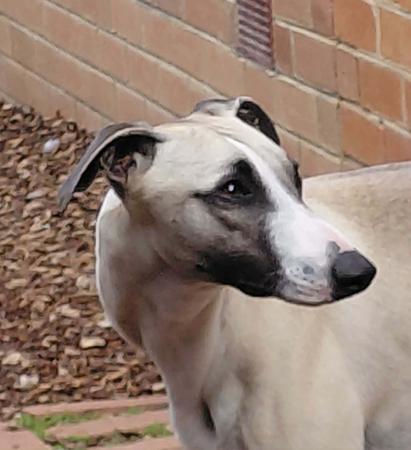 Whippet dog for sale by NESSAMOON