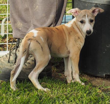 Whippet puppy for sale by NESSAMOON