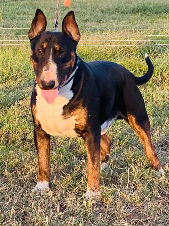 Bull Terrier puppy for sale by ALUNDAY