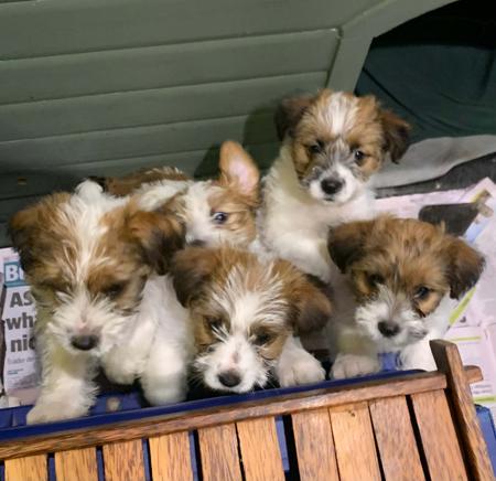 Jack Russell Terrier for sale by AKAJACK