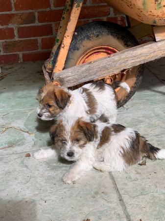 Jack Russell Terrier for sale by AKAJACK