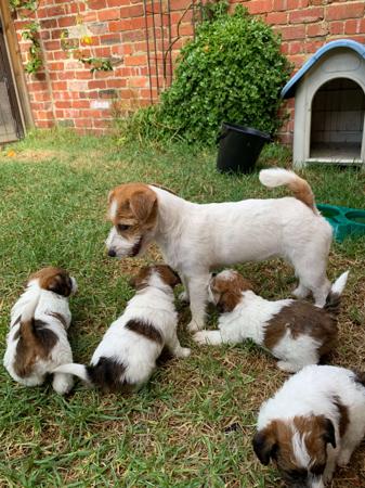 Jack Russell Terrier for sale by AKAJACK