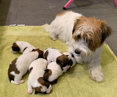 Jack Russell Terrier for sale by AKAJACK