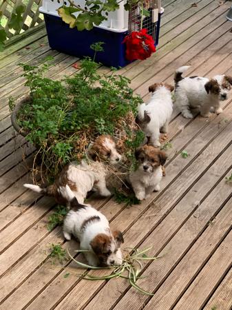 Jack Russell Terrier for sale by BENMEIGLE