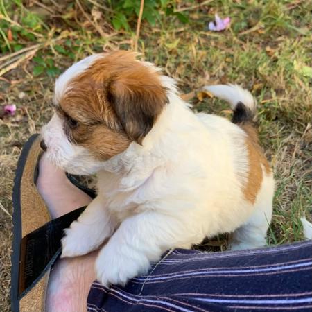 Jack Russell Terrier for sale by AKAJACK