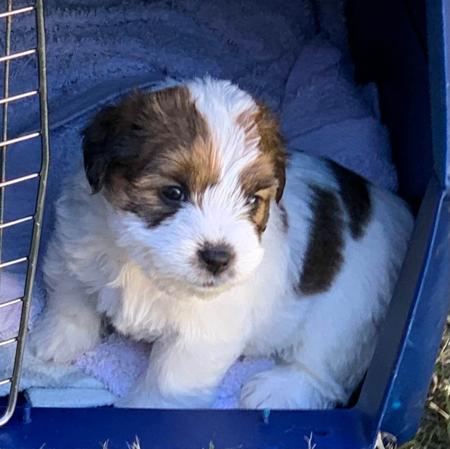 Jack Russell Terrier for sale by AKAJACK