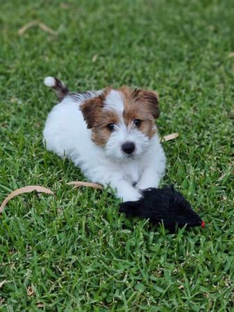 Jack Russell Terrier for sale by AKAJACK