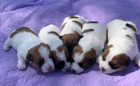 Jack Russell Terrier for sale by AKAJACK