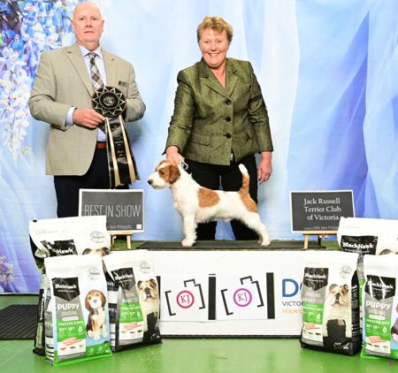 GRAND CH Whatajack Play Boy Jack Russell Terrier