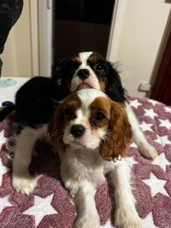 Cavalier King Charles Spaniel puppy for sale by ARSENIO