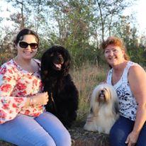 Lhasa Apso for sale by ZALAND