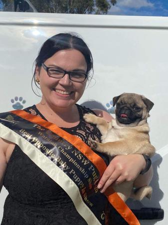 Pug for sale by ZALAND