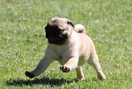Pug for sale by ZALAND