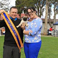 Pug for sale by ZALAND