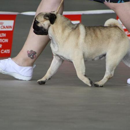 Pug dog for sale by ZALAND