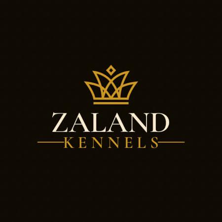 Lhasa Apso for sale by ZALAND